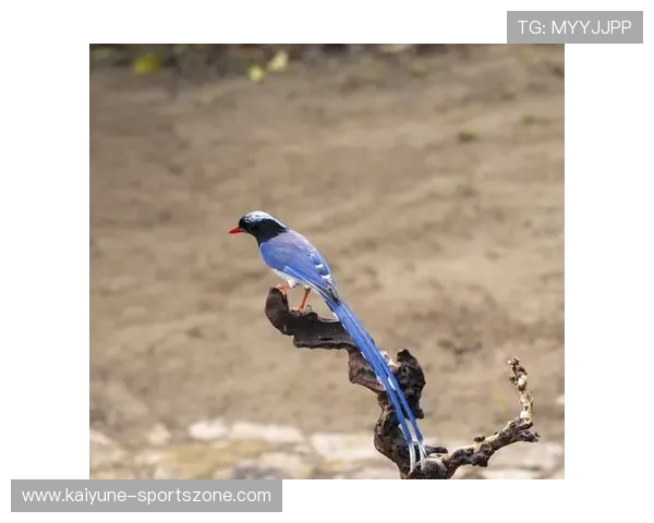跟着开云专家买世界杯连红大神压注逻辑避坑防骗